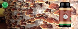 Reishi1