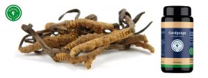 cordyceps